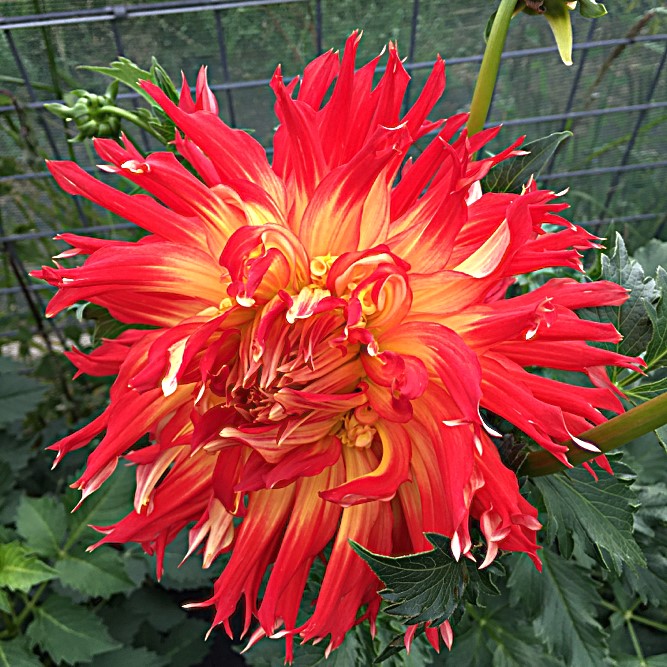 Dahlia Show n Tell